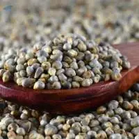 Pearl Millet