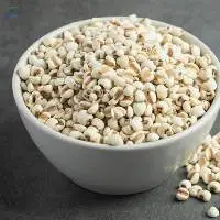 Sorghum