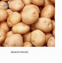 Potato
