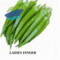 Fresh Vegetable