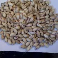 Pistachio In Shell Close