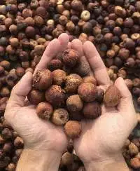 Boiled Betel Nut