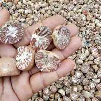 Dried Betel Nut
