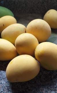 Mango Mingolo