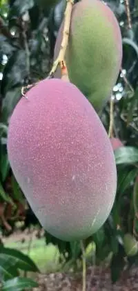 Mango Keith