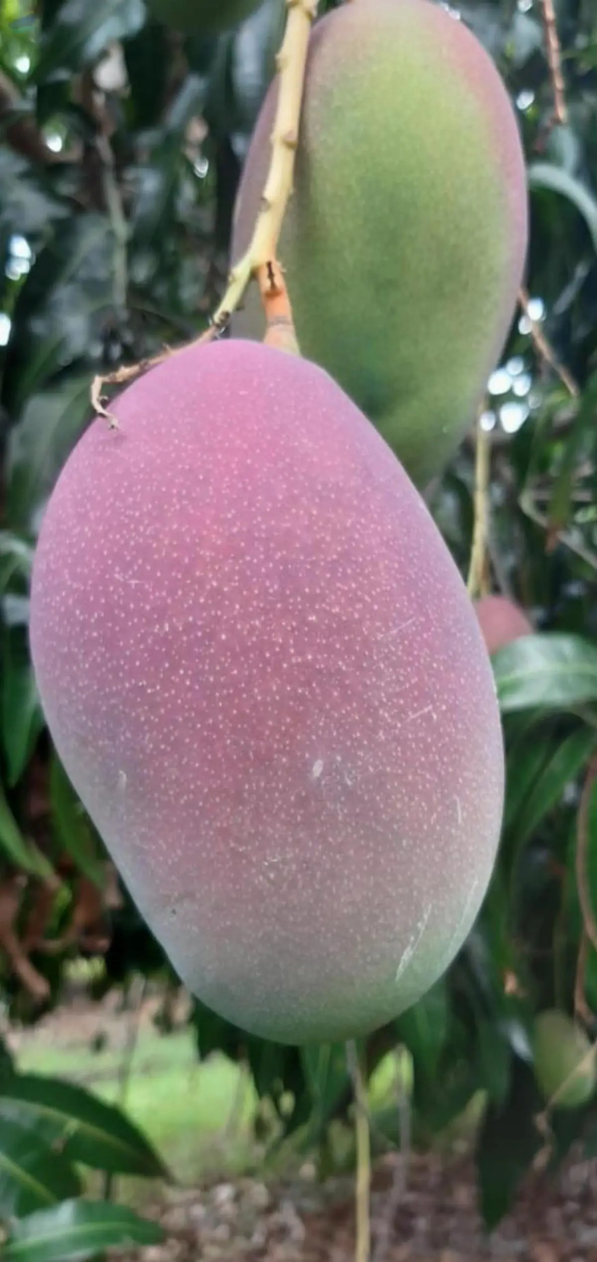 Mango Keith