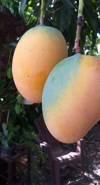 Mango 