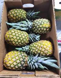 Pineapples From The Dominican Republic