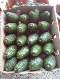 Hass Avocado's From Kenya
