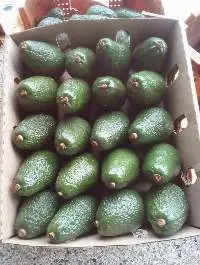 Hass Avocado's From Kenya
