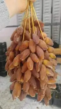 Branches Deglet Nour Dates