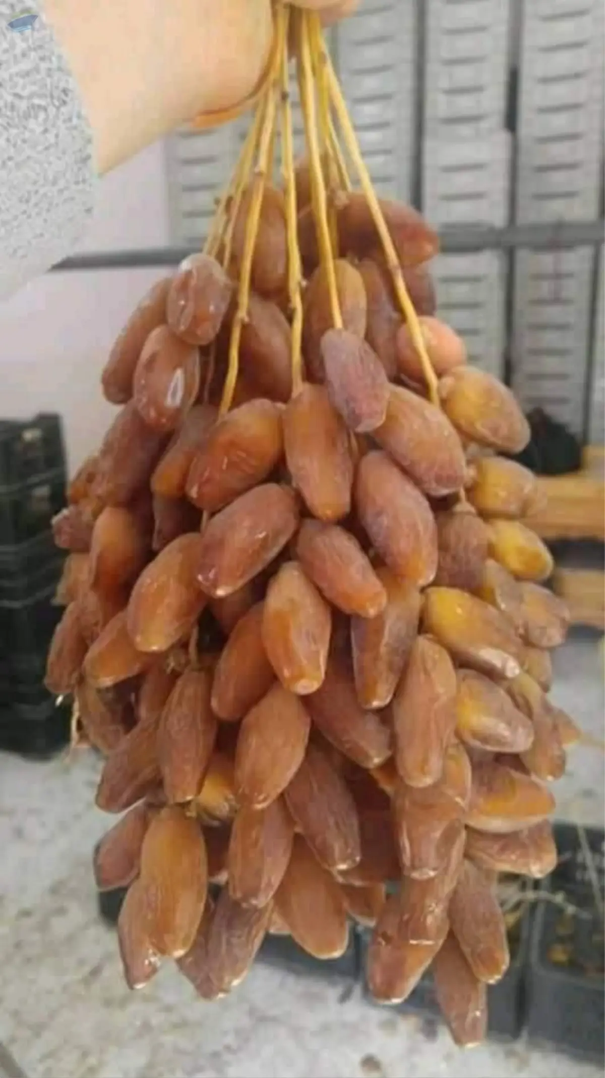 Branches Deglet Nour Dates