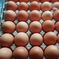 Fresh Eggs White/Brown Chicken Eggs