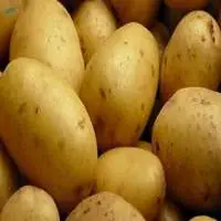 Fresh Potato