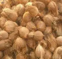 Coconut