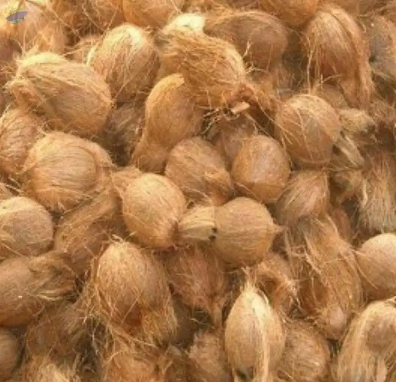 Coconut