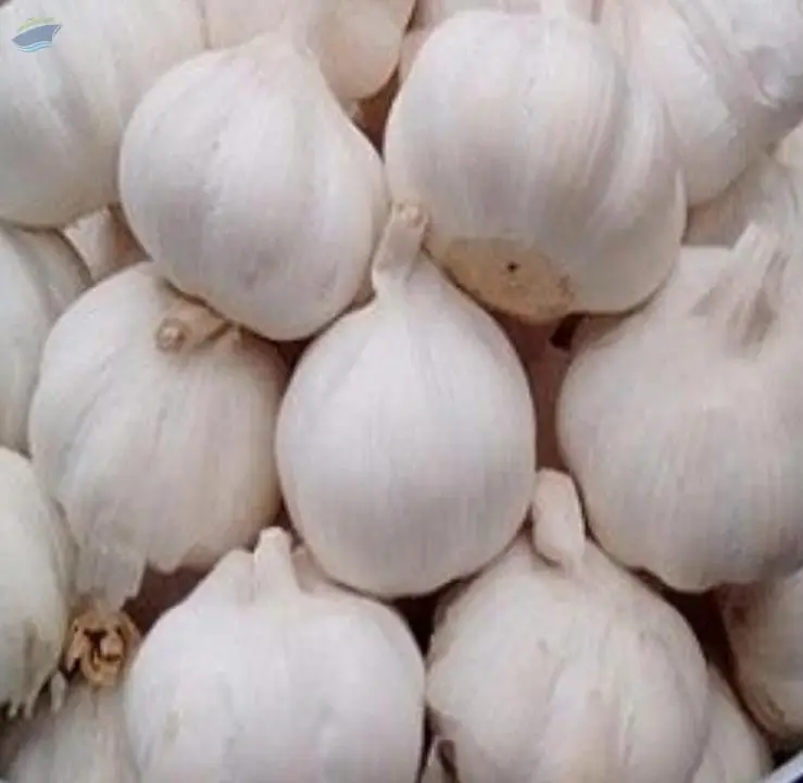 Garlic