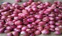 Small Shallot Onions