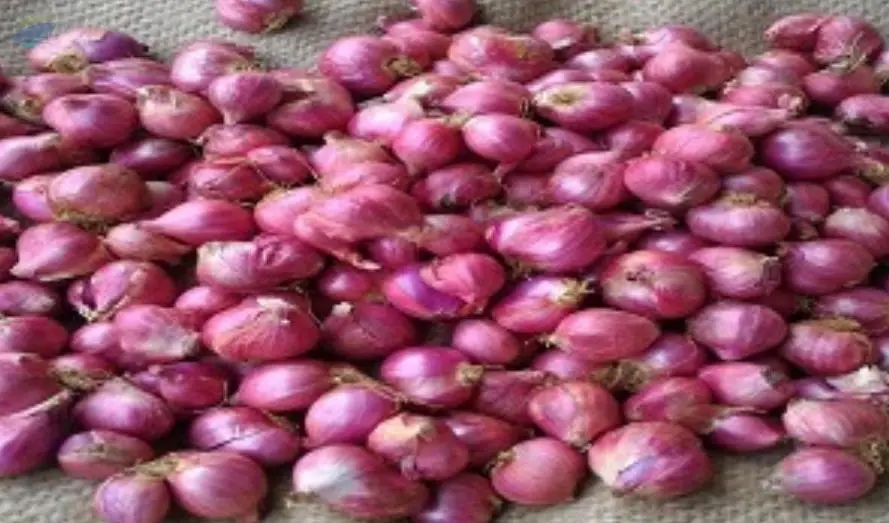 Small Shallot Onions by Arputham Exports. Supplier from India. Product