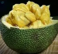 Jack Fruit