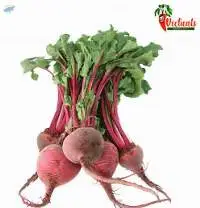 Beetroot