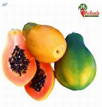 Papaya