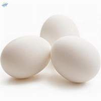 Eggs Chicken White Shell Egg