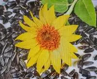 Sunflower Oil