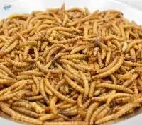 Dried Maggots for Birds and Aquarium Fish Feed