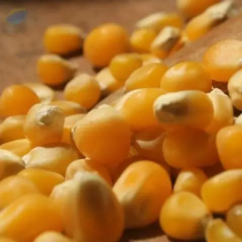 Yellow Corn