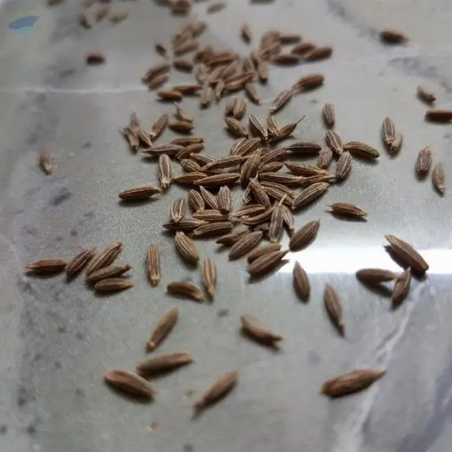 Cumin Seeds