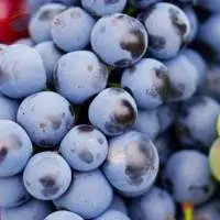 Fresh Grapes