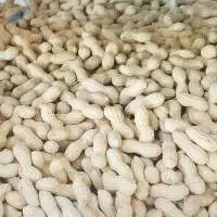 Groundnuts