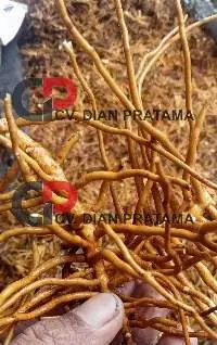 Dao Di Wu Gong  /Helminthostachys zeylanica