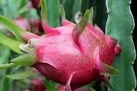 Dragon Fruit