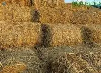 Wheat Straw