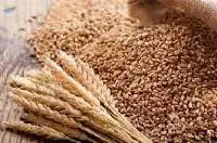 Wheat