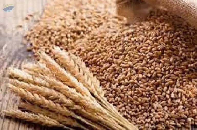 Wheat