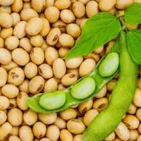 N GMO Soybeans