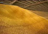 Yellow Corn For Animal Non GMO