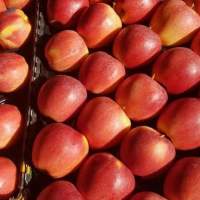 Apple Variety From Moldova