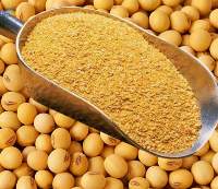 Non Gmo Soybean Meal