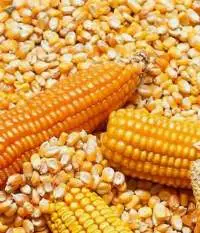 Gmo Yellow Corn