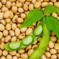 Gmo Soybean