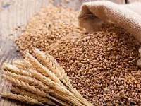 Wheat