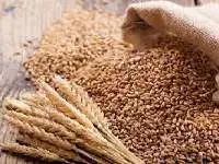 Wheat