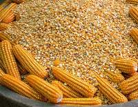 Yellow Corn For Animal NGMO