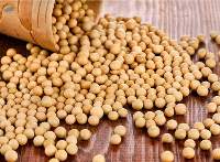 NON GMO Soybean