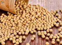 NON GMO Soybean