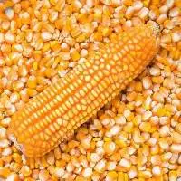 Non Gmo Yellow Corn Maize